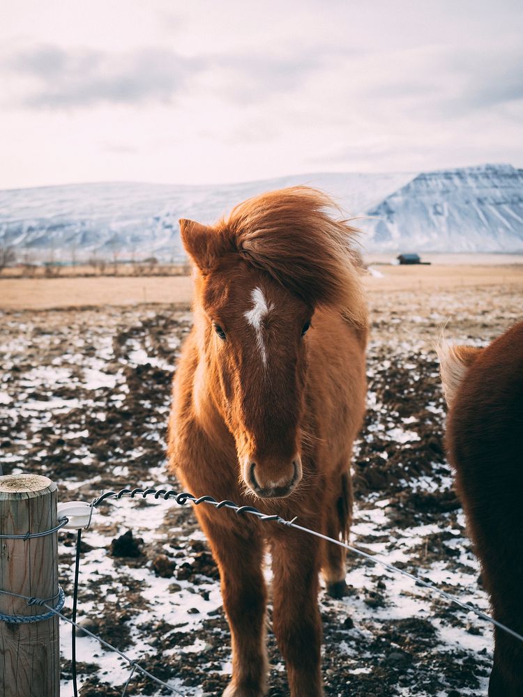Brown horse in the outdoor during winter