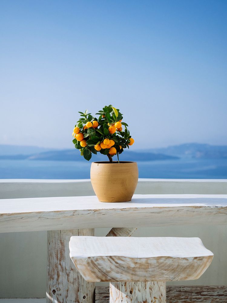 Orange tree with view of mountains in Santorini, Greece