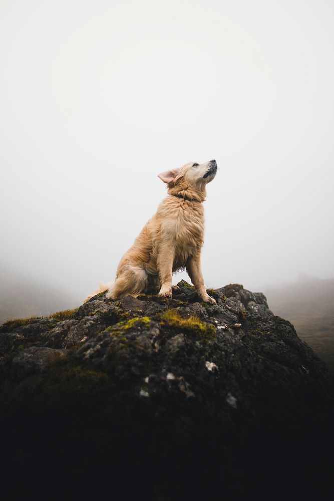 The dog sitting on a rock among the misty Scottish Highlands, Scotland