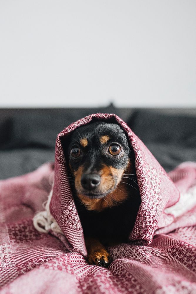 Small black dog in a blanket. Visit Kaboompics for more free images.