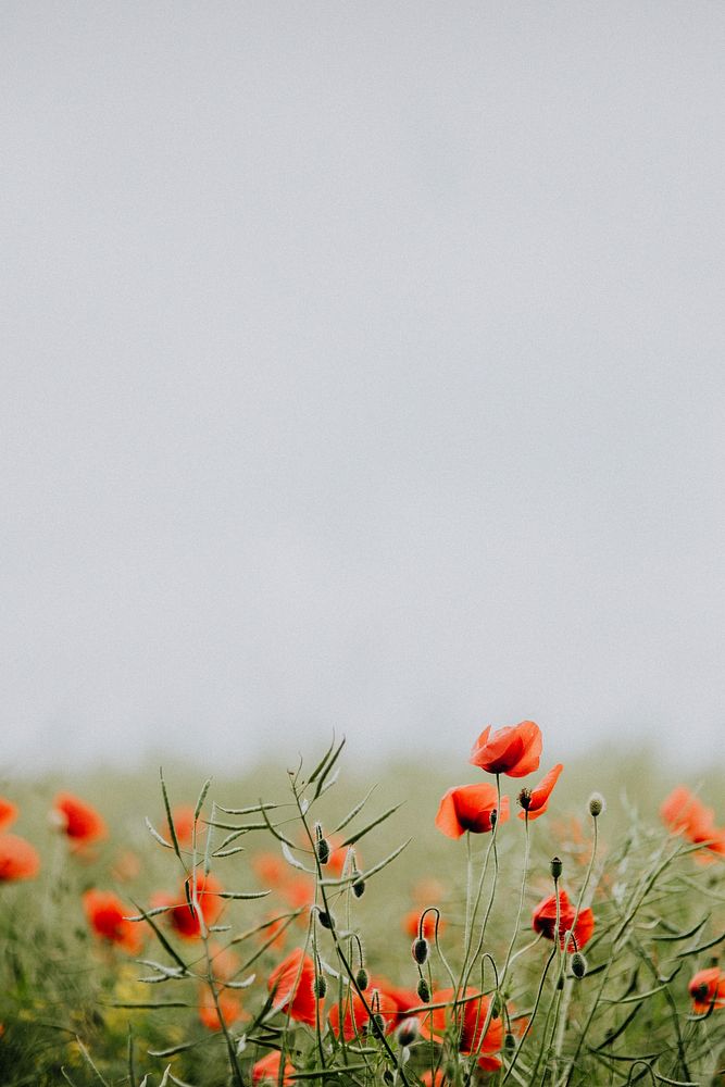 Field of poppy flowers. Visit Kaboompics for more free images.