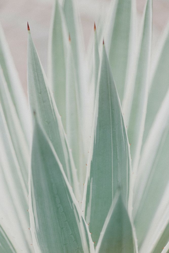 Close up of a Sansevieria plant