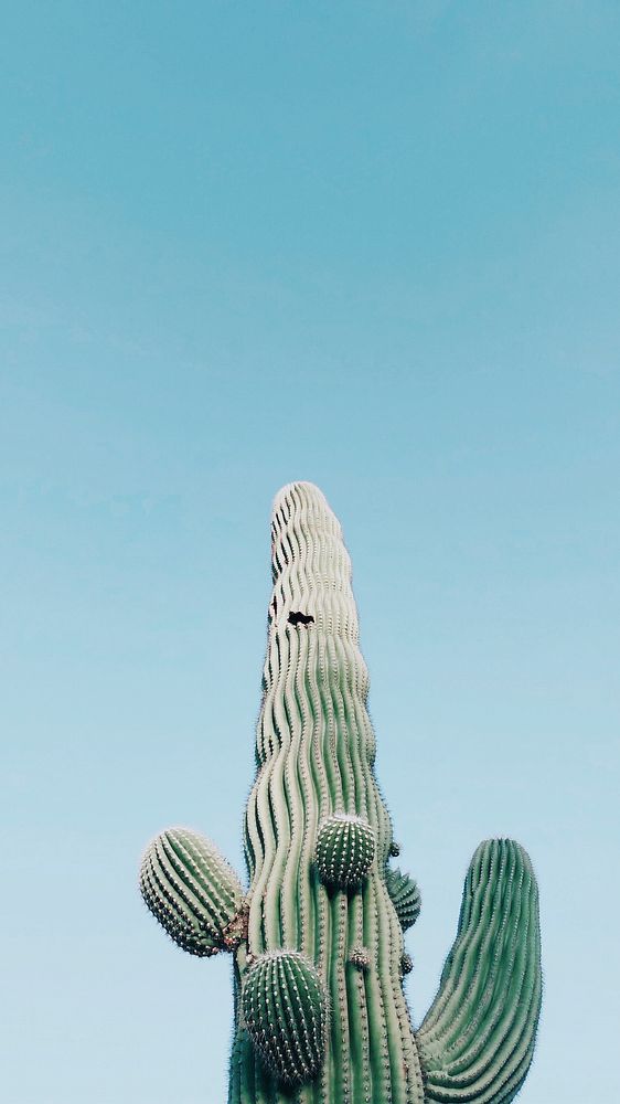 Saguaro Cactus, Arizona, United States