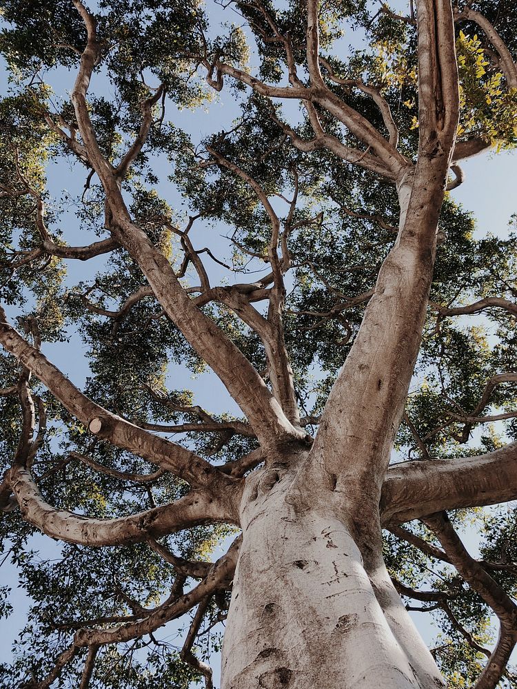 Douglas Fir or Oregon Pine