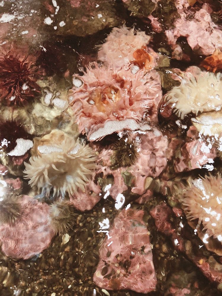 Pink corals in shallow water
