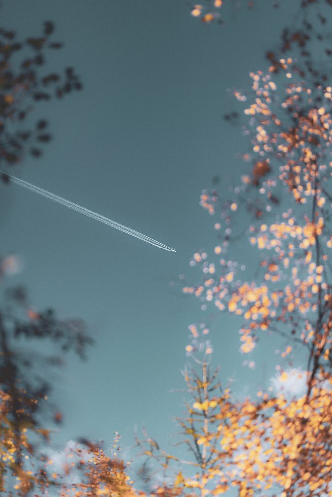 Plane and its contrails in a sky over a yellow leaf forest