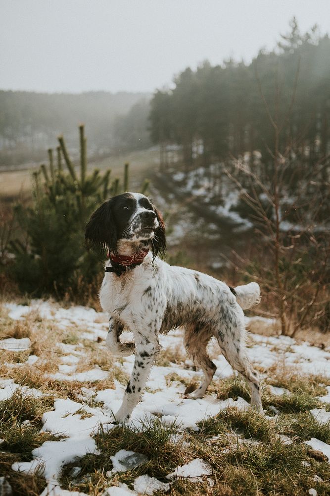 English Springer Spaniel dog in the nature