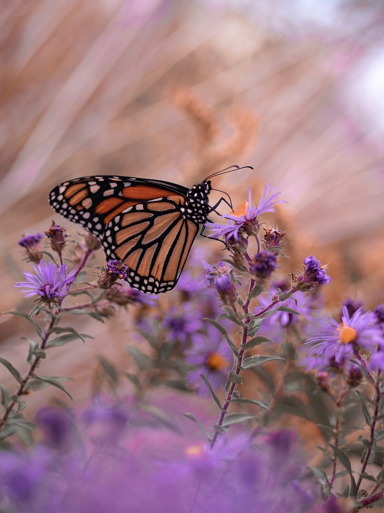 Monarch butterfly with purple aster flowers