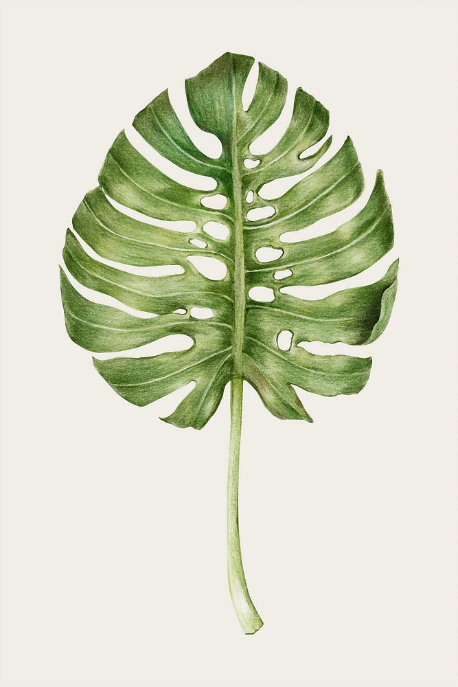 Monstera leaf hand-drawn vector in colored pencil