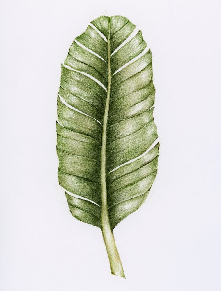 Hand drawn monstera leaf illustration