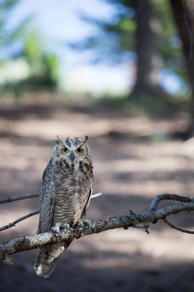 Great horned owl by Neal Herbert. Original public domain image from Flickr