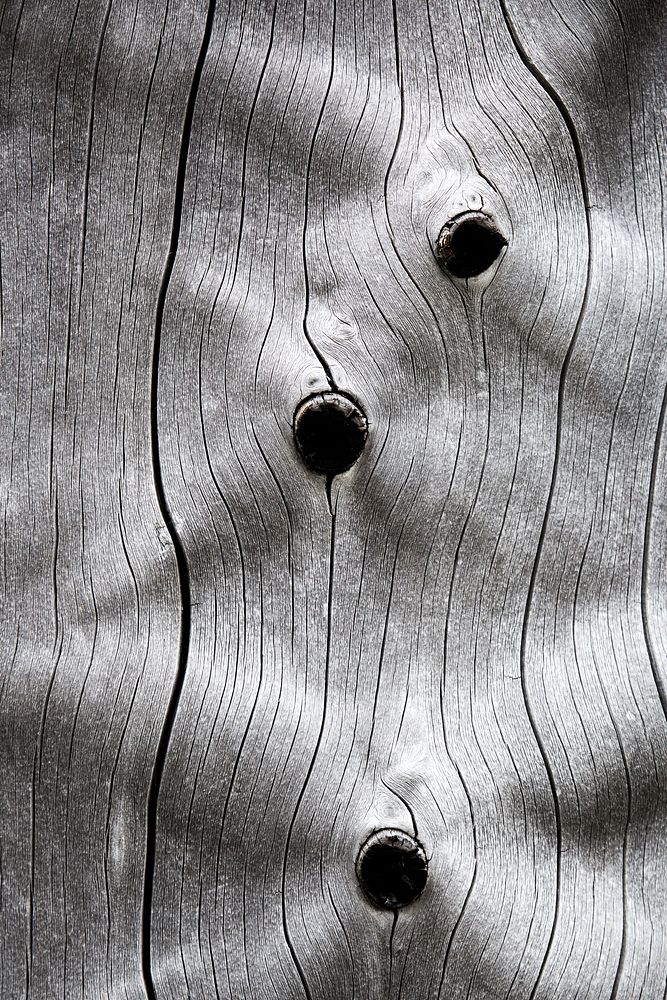 Patterns in a dead lodgepole pine tree. Original public domain image from Flickr