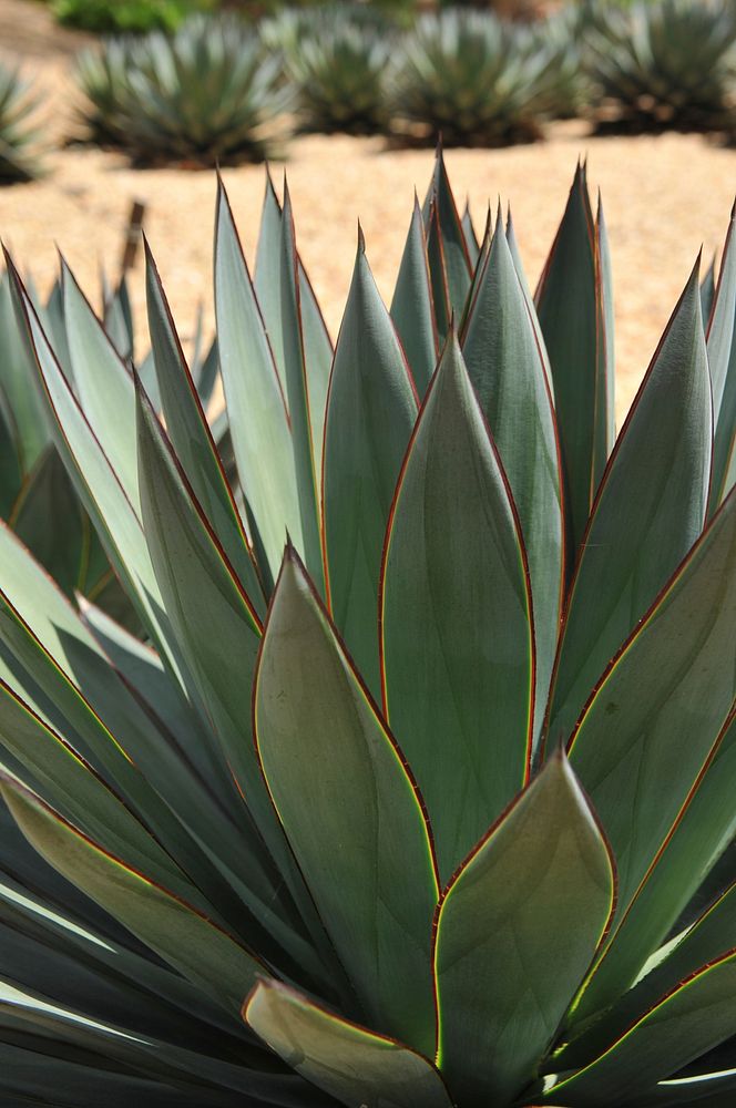 Succulent in the dessert. Original public domain image from Flickr