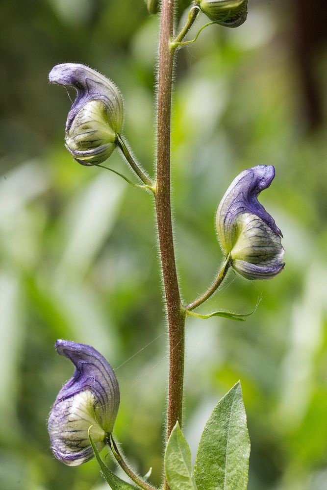 Columbian monkshood (Ranunculaceae: Aconitum columbianum) along the trail to Wolf Lake