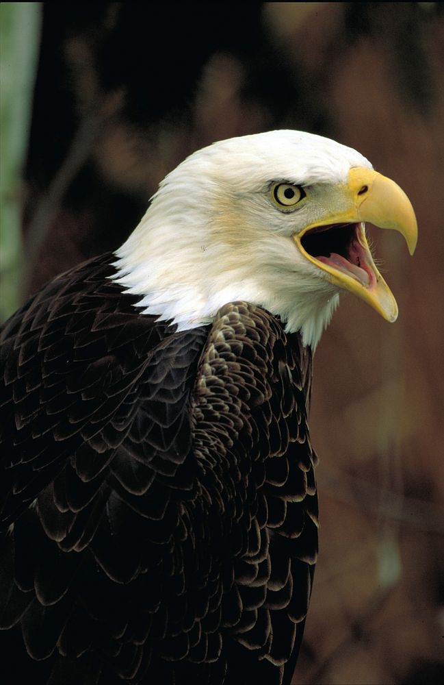 Bald eagle. Original public domain image from Flickr