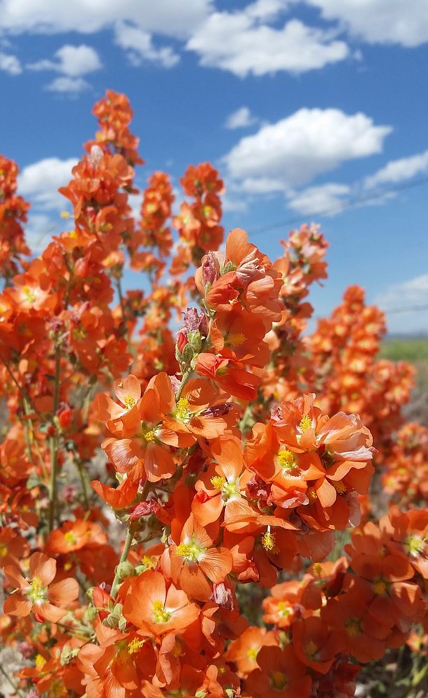 Munro's globemallow. Original public domain image from Flickr