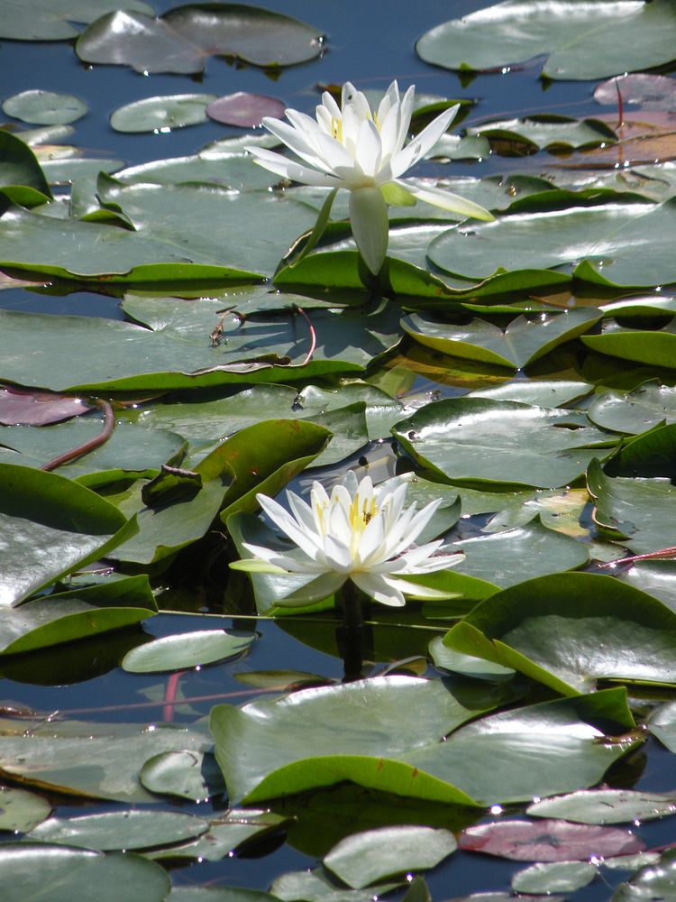 Water lily. Original public domain image from Flickr