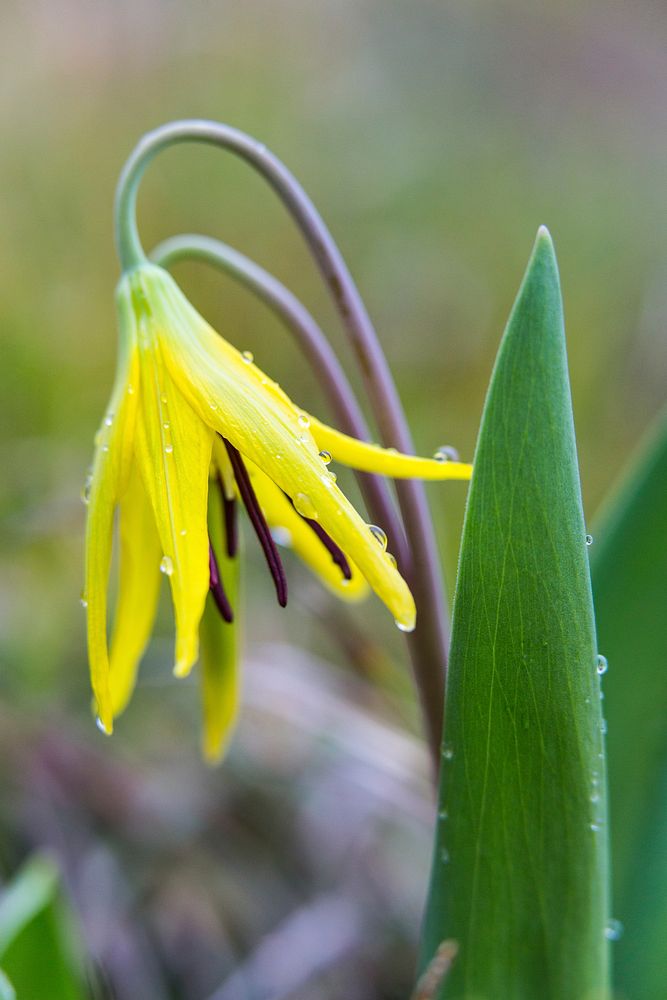 Glacier lily (Erythronium grandiflorum)