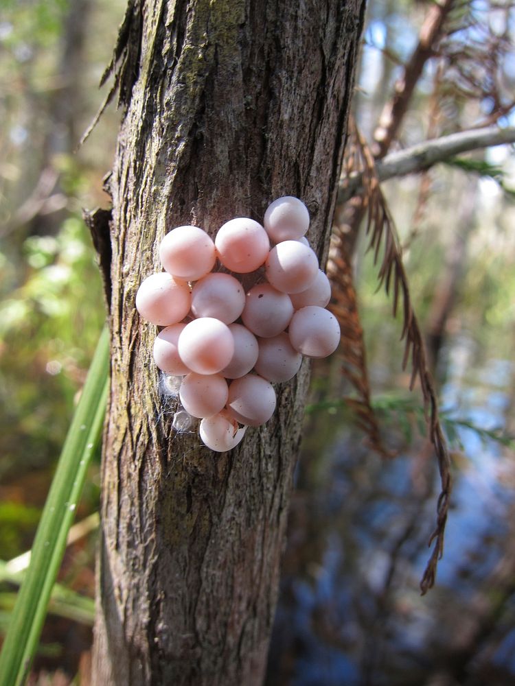 Apple Snail Eggs. Original public domain image from Flickr