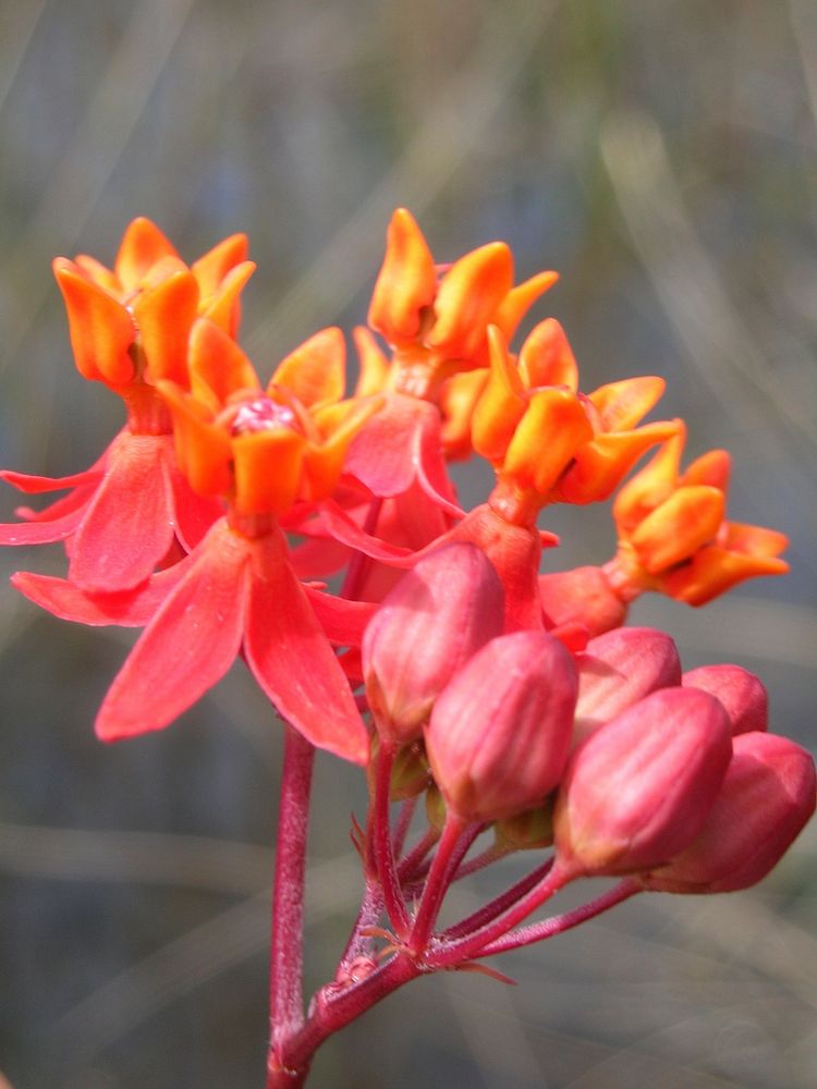 Prairie Milkweed.