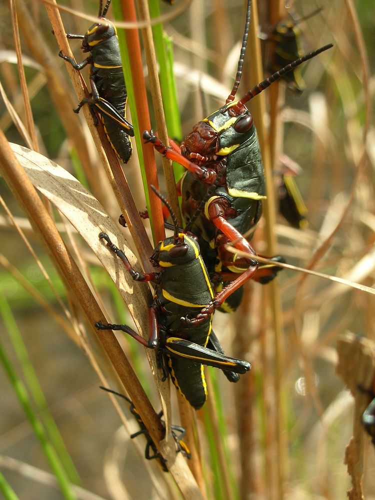 Lubber Grasshoppers.