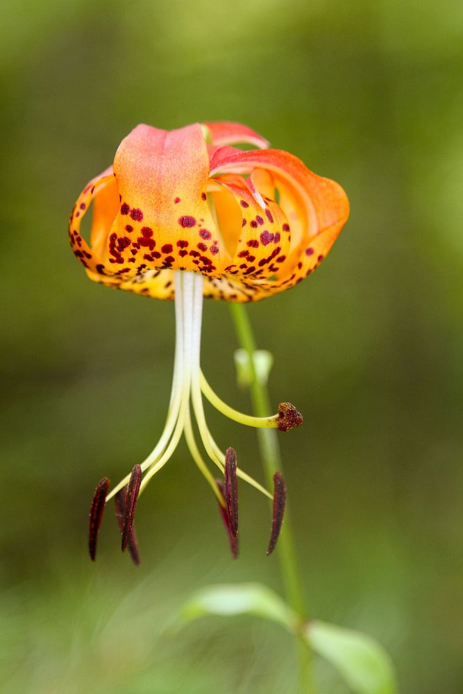 Turk's Cap Lily, August 2013 Warren Bielenberg.