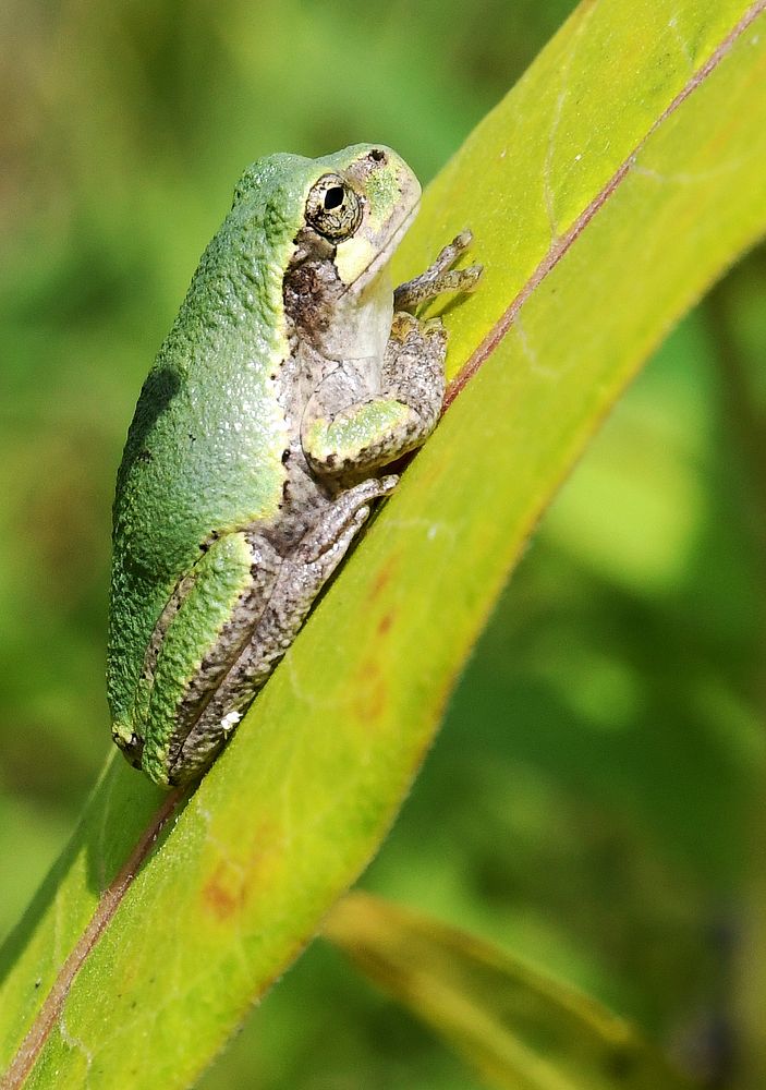 Gray Tree FrogPhoto by Jim Hudgins/USFWS. Original public domain image from Flickr