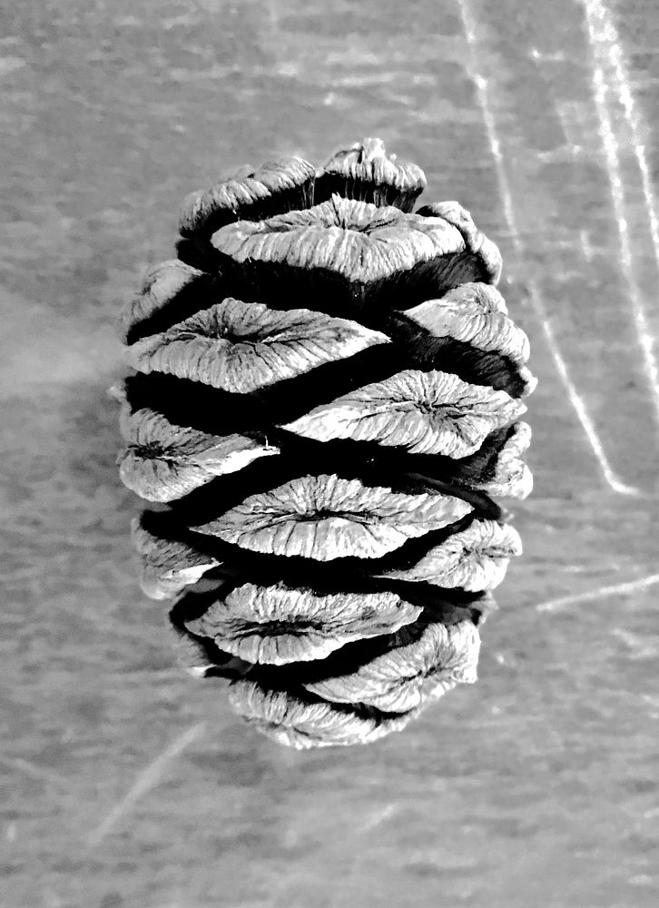Redwood cone. Original public domain image from Flickr