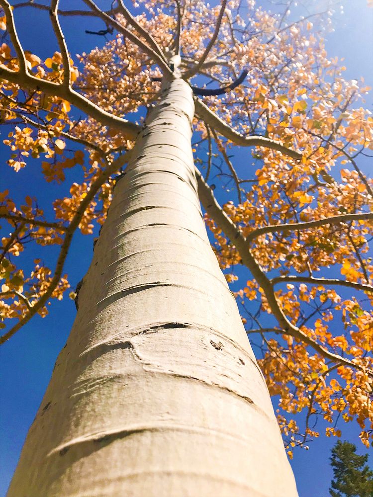 Nature tree on the Uinta-Wasatch-Cache National Forest. Original public domain image from Flickr