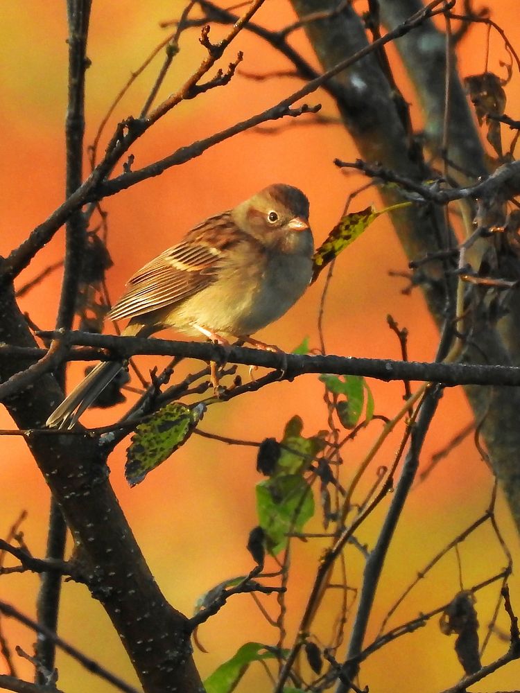 Field sparrow. Original public domain image from Flickr