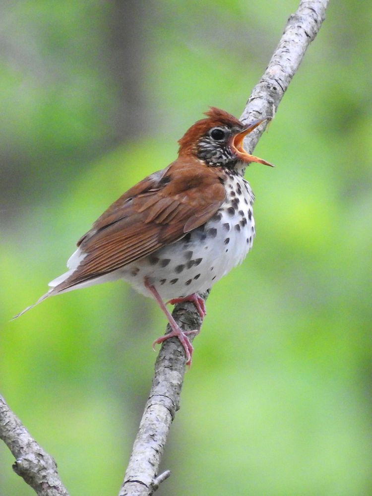 Wood thrush. Original public domain image from Flickr