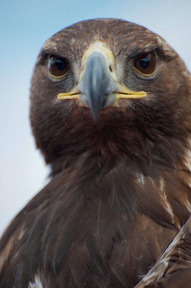 Eagle Release at Dead Horse Point State ParkCredit: NPS/Neal Herbert. Original public domain image from Flickr