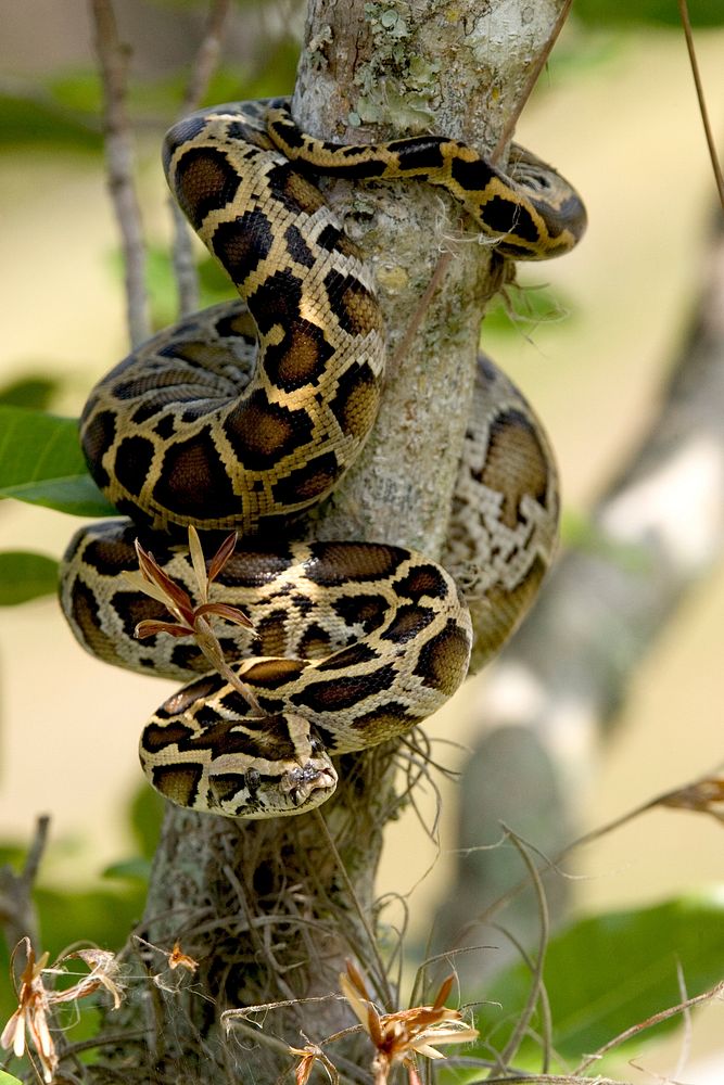 Burmese Python , NPSPhoto, R. Cammauf. Original public domain image from Flickr