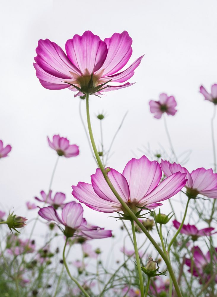 Pink cosmos. Free public domain CC0 image.