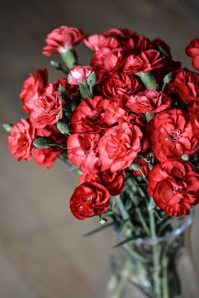 Red carnation background. Free public domain CC0 image.