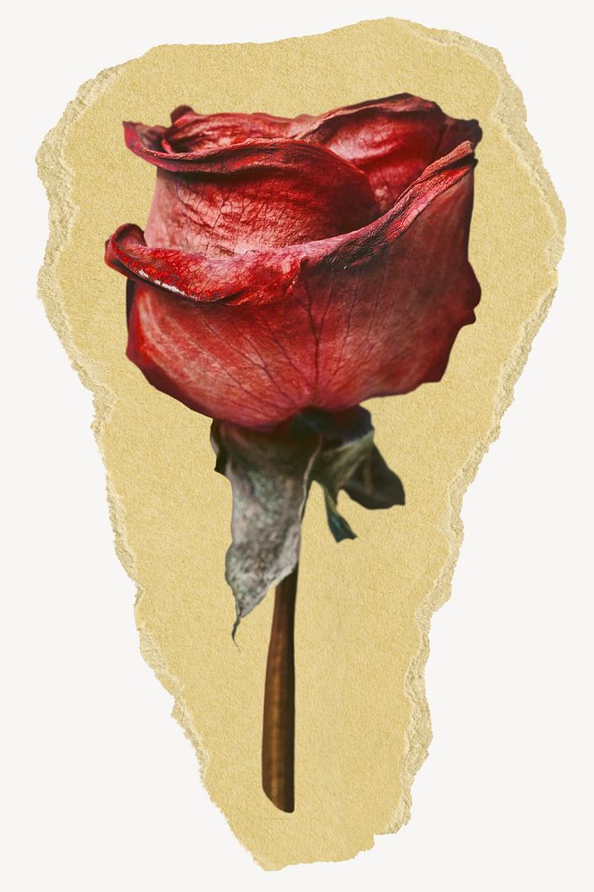 Red rose flower, ripped paper collage element