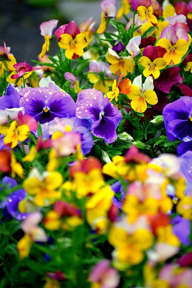 Pansy background. Free public domain CC0 photo.