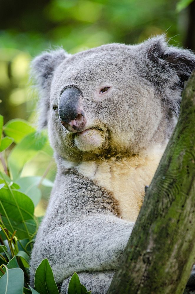 Cute koala bear, Australian animal. Free public domain CC0 photo.