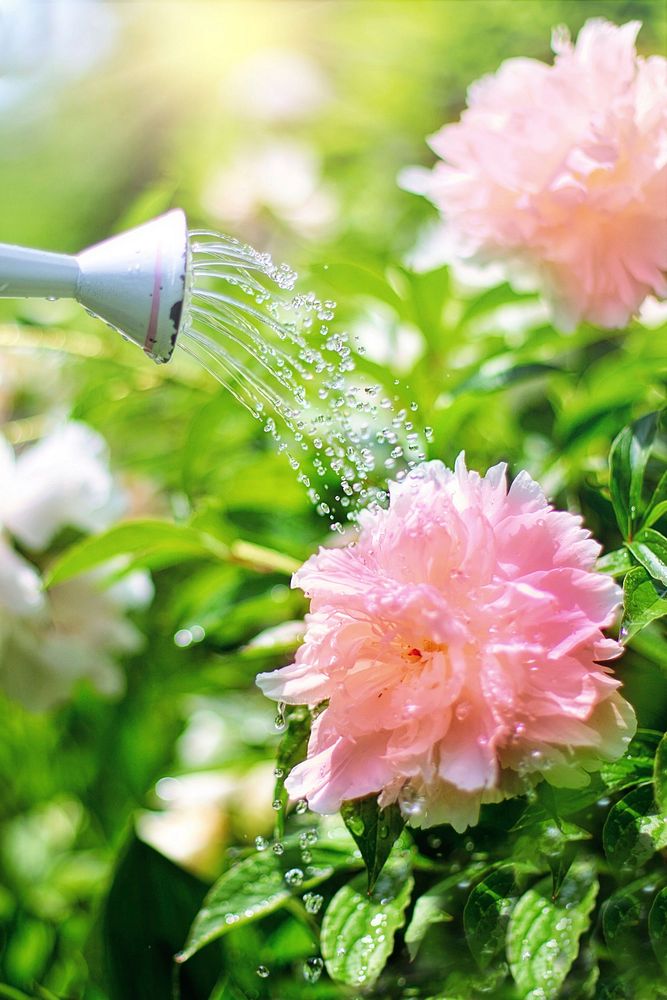 Free watering pink peonies image, public domain flower CC0 photo.
