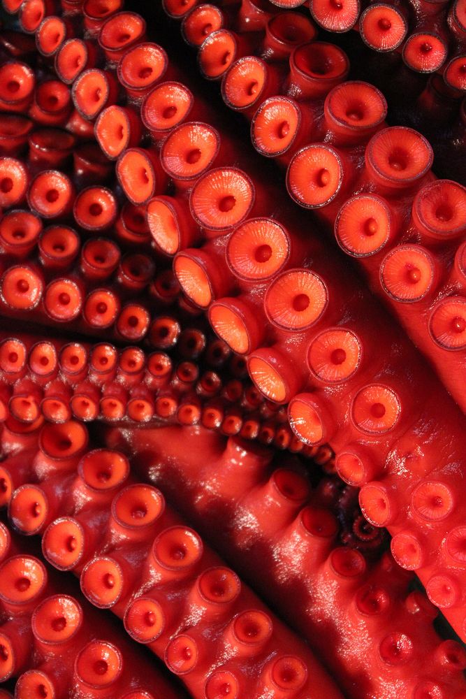 Red octopus tentacles close up. Free public domain CC0 photo.