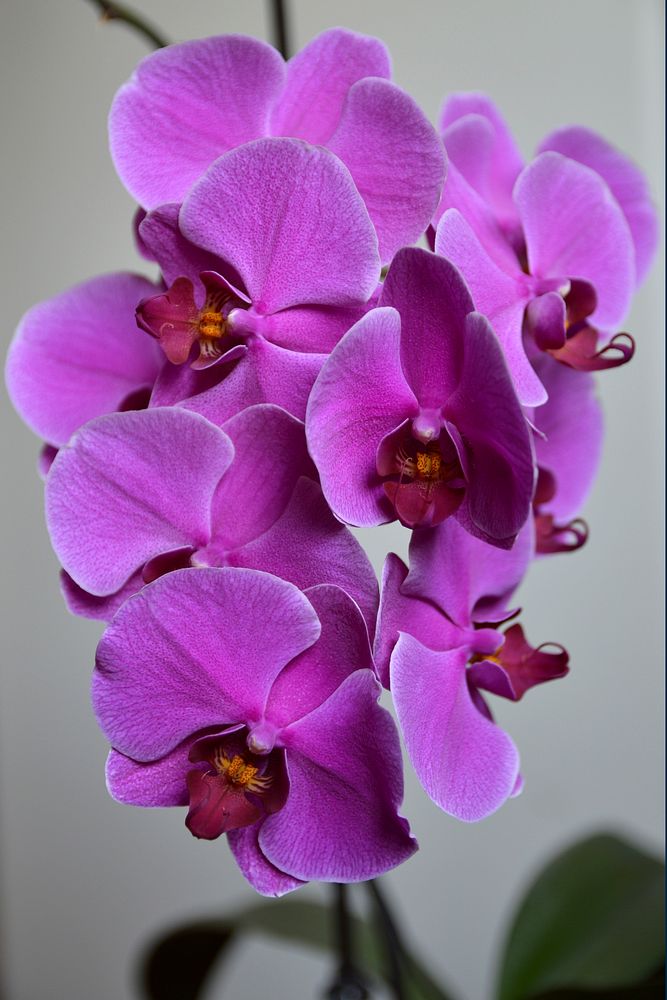 Pink orchid background. Free public domain CC0 photo.