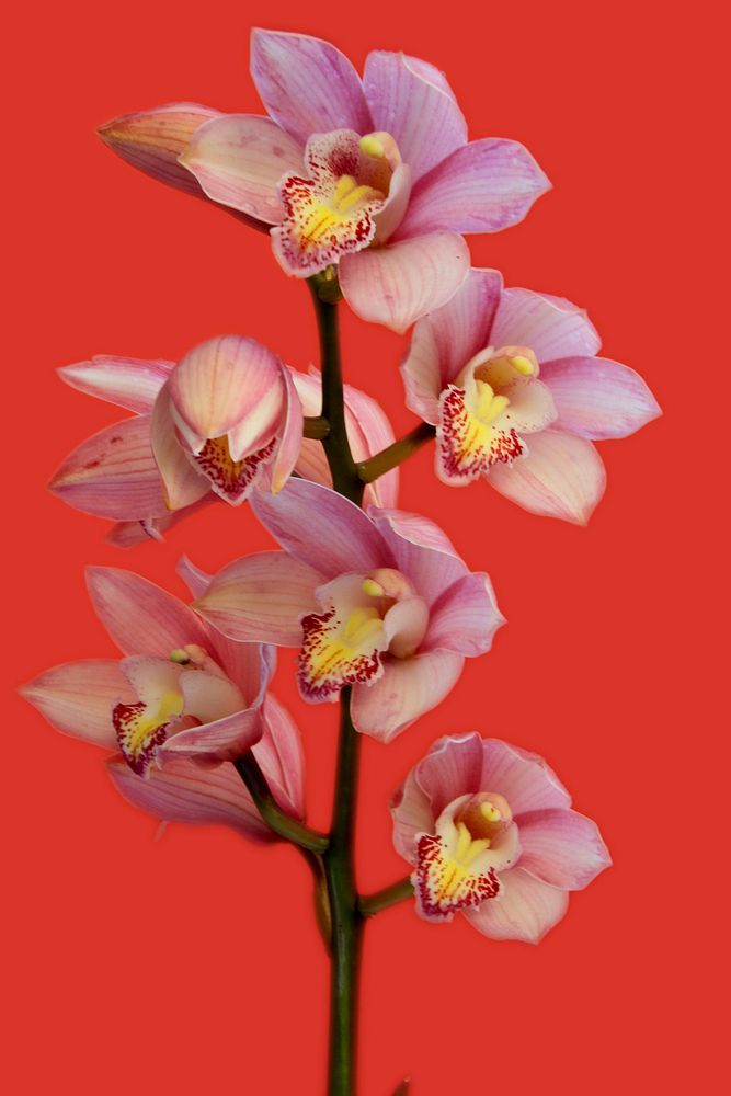 Pink boat orchid background. Free public domain CC0 image.