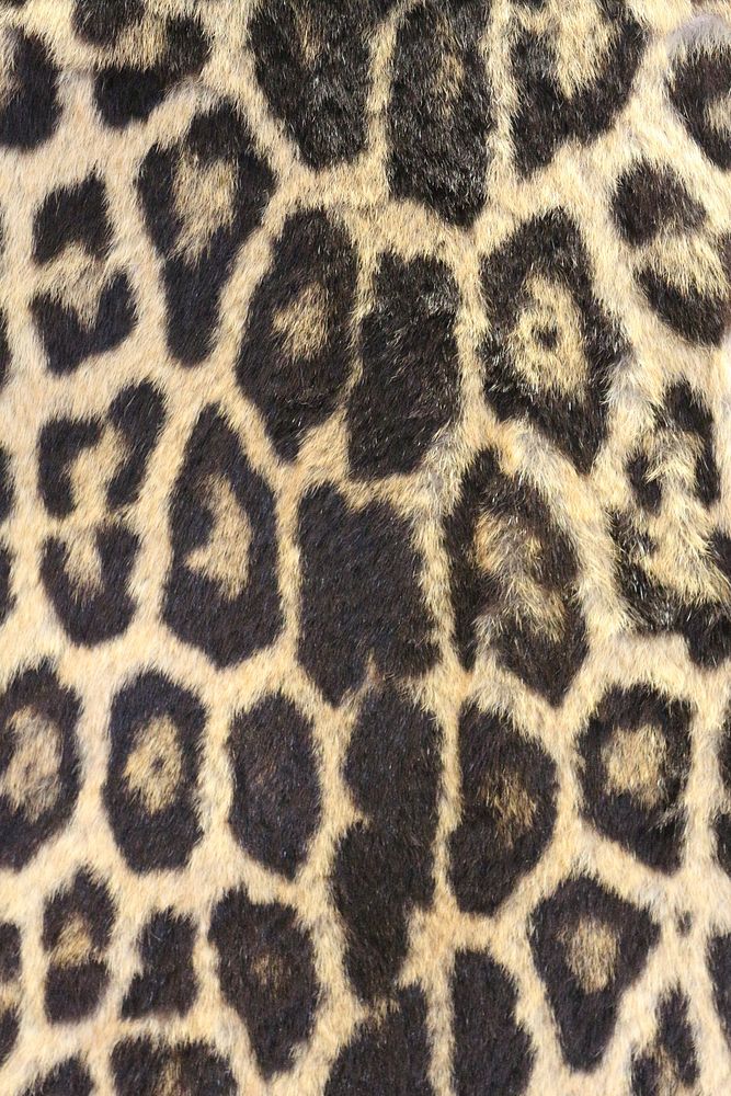Leopard pattern background. Free public domain CC0 photo.