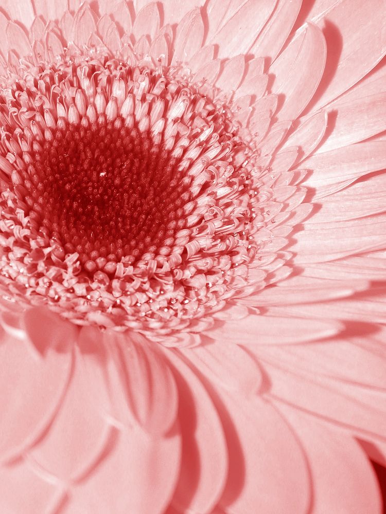 Pink gerbera macro shot. Free public domain CC0 image.