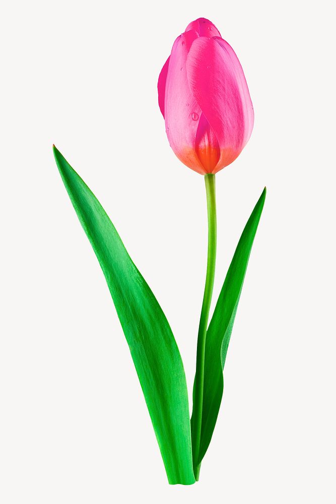 Pink tulip flower sticker, Spring image psd