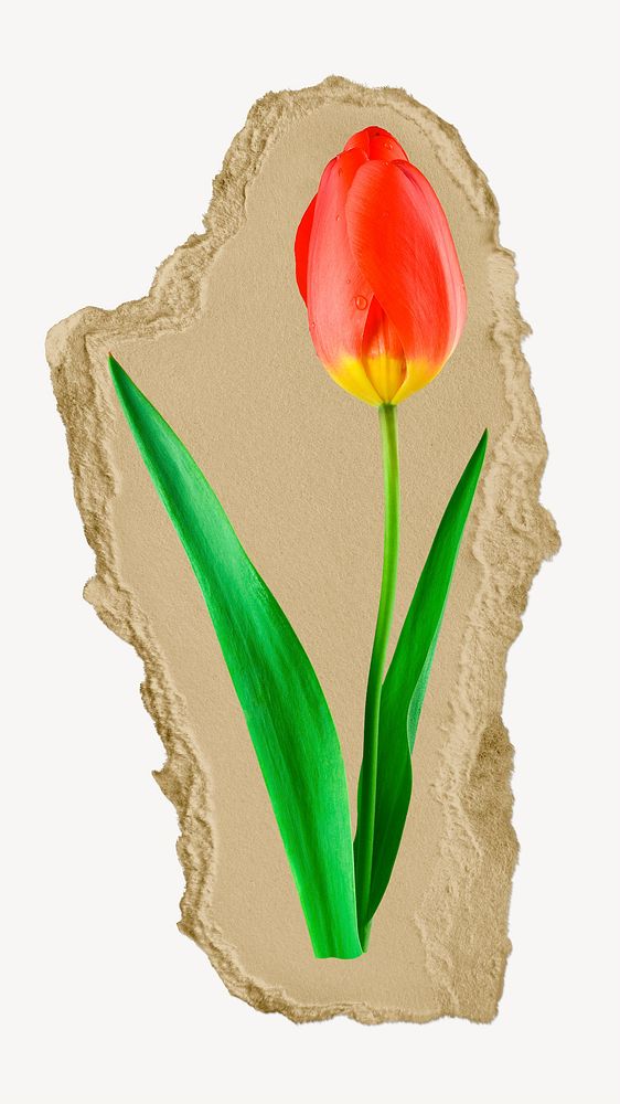 Red tulip flower ripped paper, Spring graphic