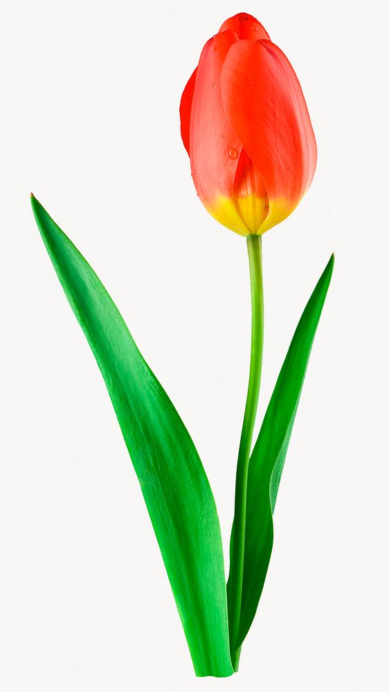 Red tulip flower isolated image