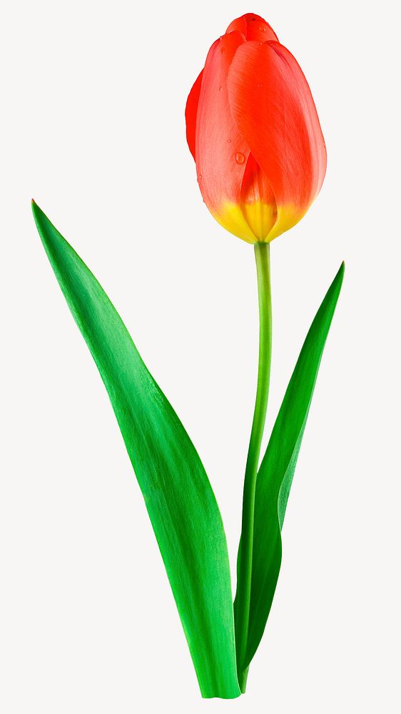 Red tulip flower sticker, Spring image psd