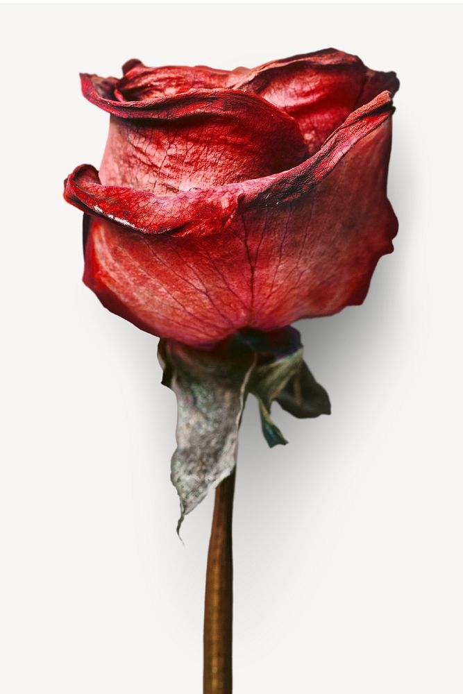 Red rose flower isolated image psd
