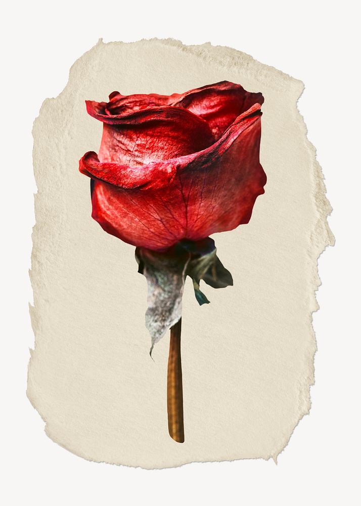 Red rose flower ripped paper, Valentine's graphic